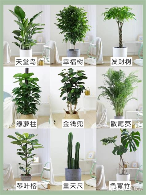 家里放什么植物好|100种适合室内养的植物